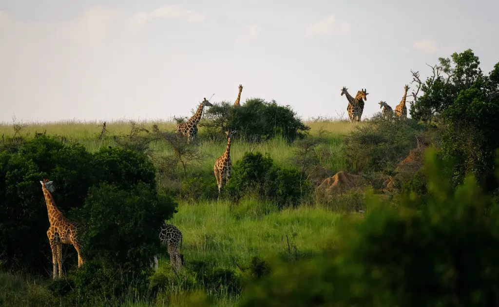 africa travel essentials